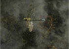 Southern Hawker in Flight by Keith Allchin  NATURAL HISTORY CUP